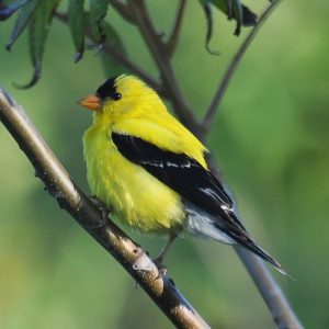 American Goldfinch