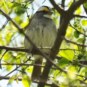 White Throated Sparrow