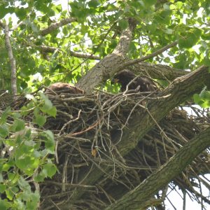 Image of Bald Eagle in nest