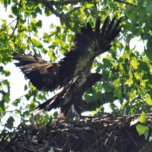 Image of Bald Eagle