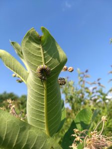 Image of monarch caterpillar