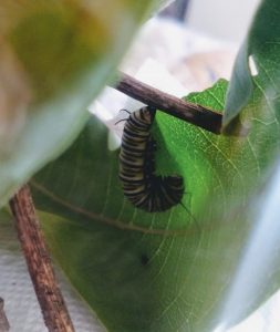 Image of caterpillar in J shape