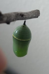 Image of a monarch chrysalis