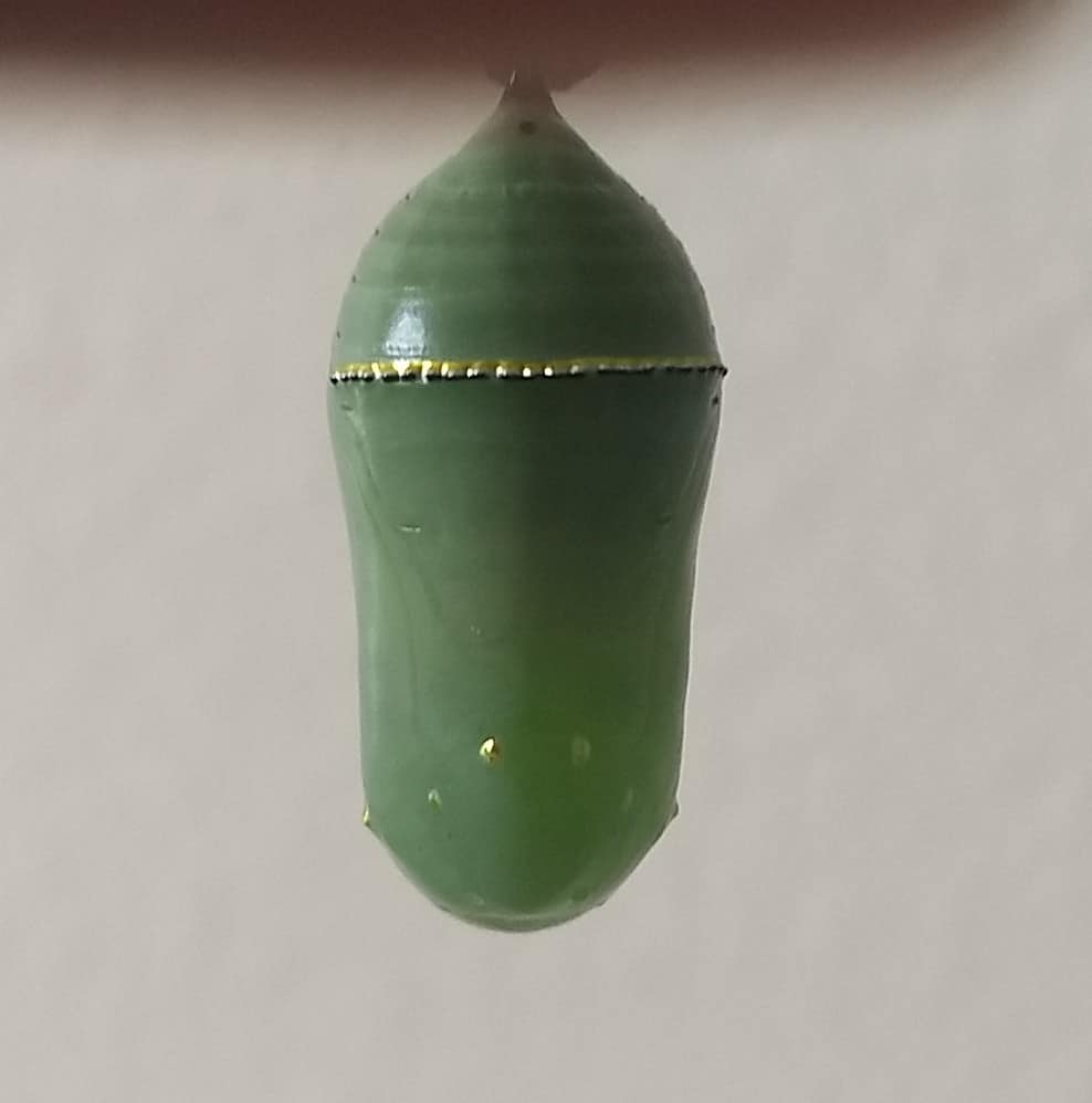 Image of a monarch chrysalis