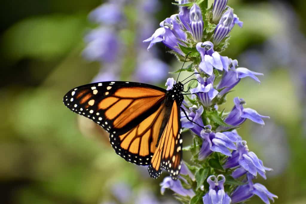 Image of a monarch butterfly