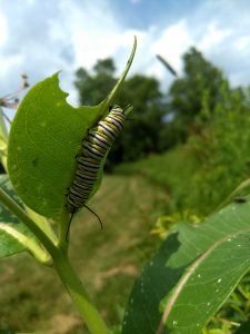 Image of monarch caterpillar