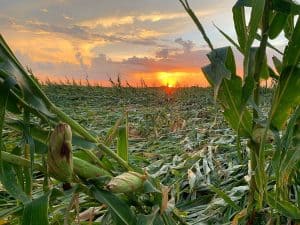 Corn damaged near Adel. Courtesy of Lisa Schmitz