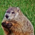 Groundhog prepares to feast on an acorn