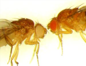 Two adult fruit flies (Drosophila)