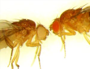 Genome-wide study in fruit flies to identify genetic risk factors