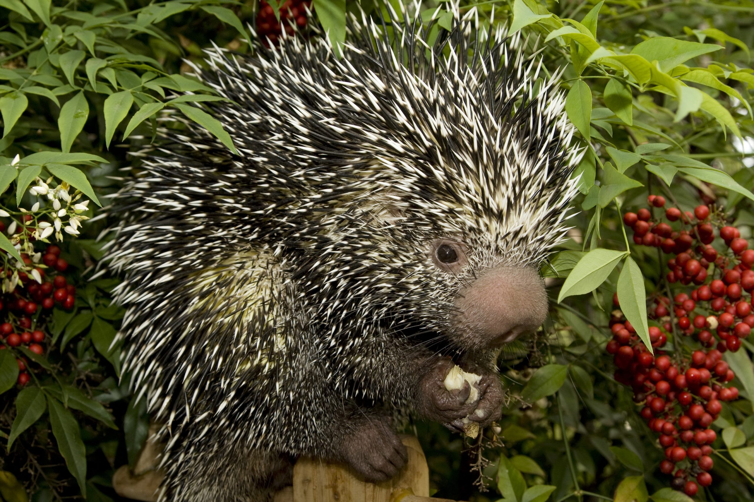 Prehensile-tailed Porcupine