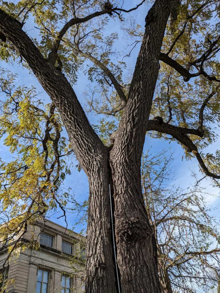 Image of top of tree