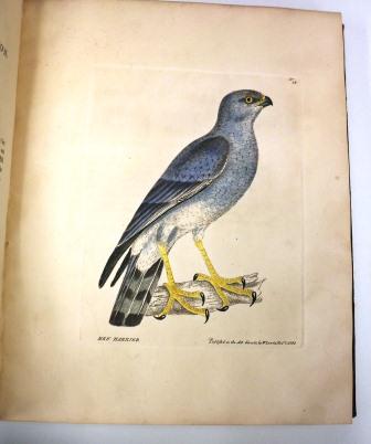 Printed book illustration of a blue bird that is hand painted