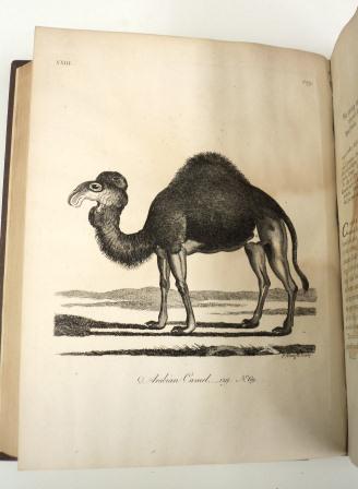 Printed 19th century book illustration of a camel