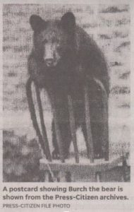 Press Citizen's picture of Burch the Bear on a chair