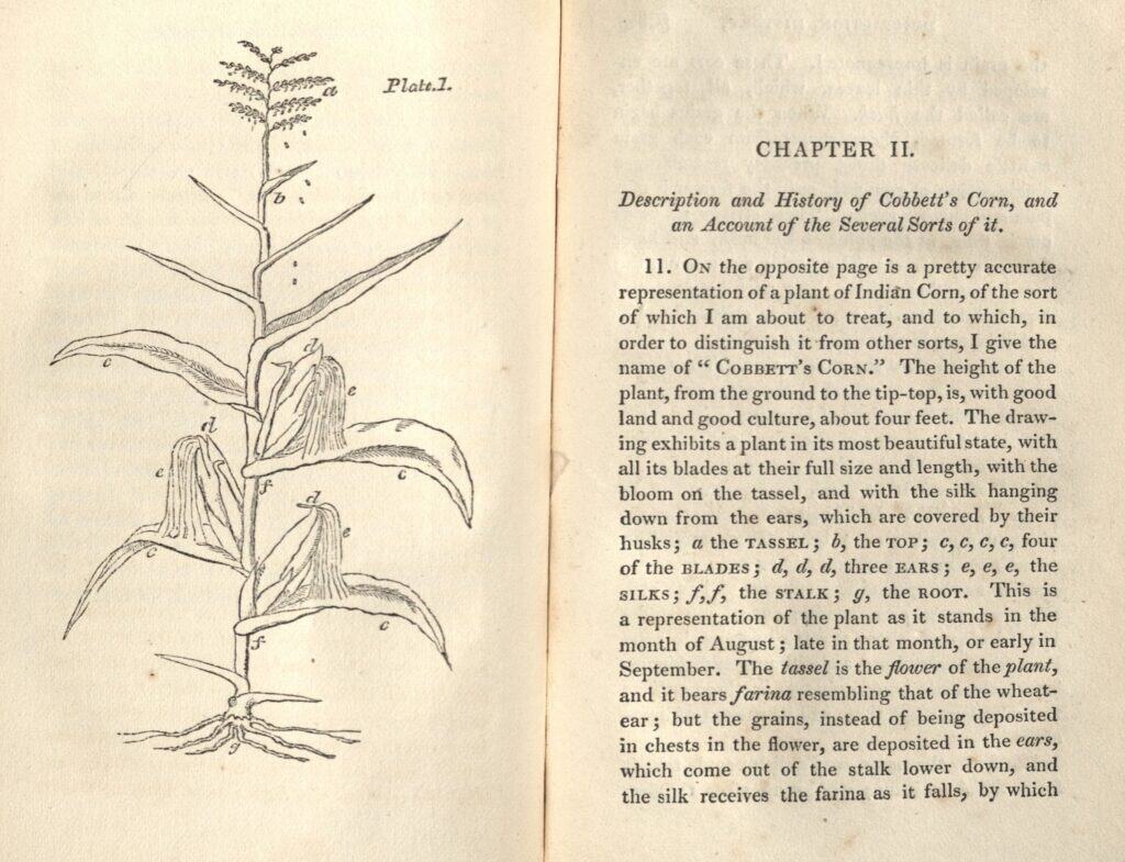 Book spread with drawing of corn stalk on left side, text about corn on right side.