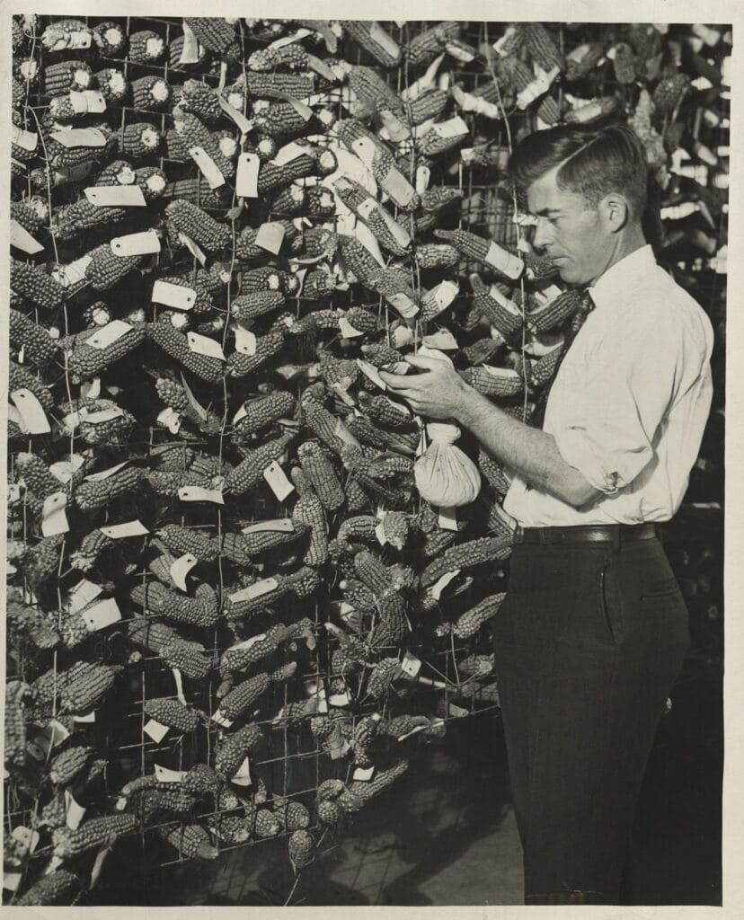 Middle Aged man (Henry A. Wallace) stands in front of a wall of corn that has been tagged.
