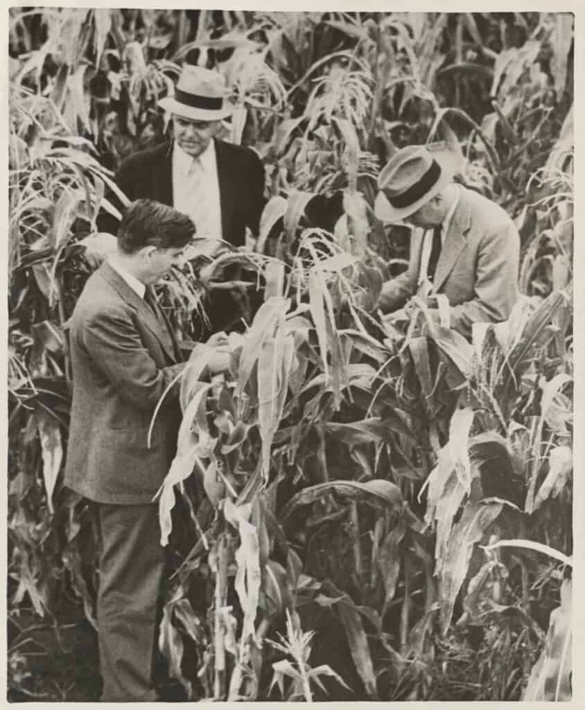 Men walking through corn in hats and suits