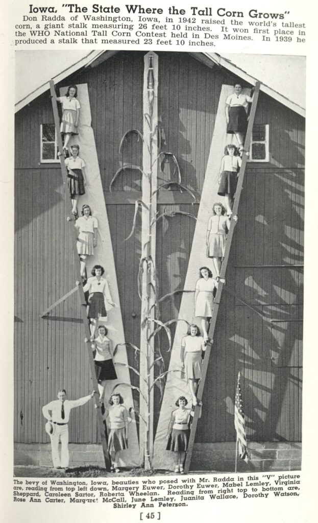 Very tall corn stalk with people standing on the side as a measure