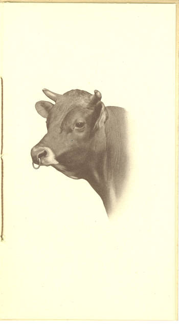 Seymour cream cow