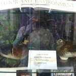 Wood ducks from the UI Museum of Natural History
