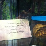 Baby alligator in a jar from the UI Museum of Natural History
