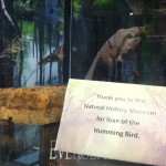 Hummingbird from the UI Museum of Natural History