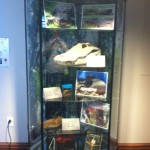 Alligator case